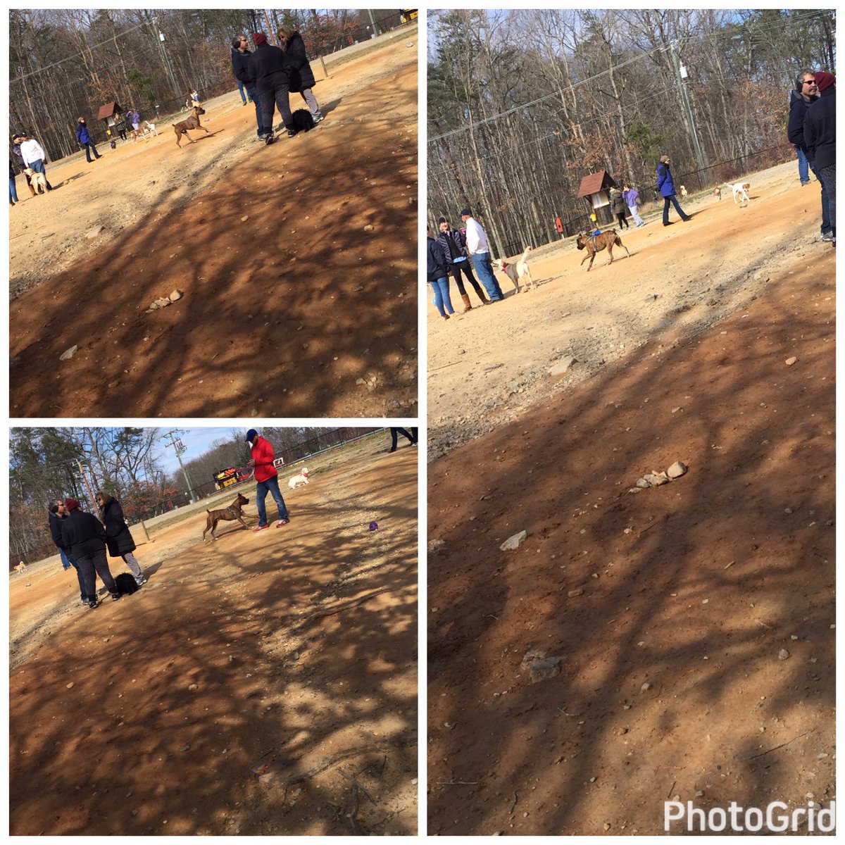 Brindletigerpup's tweet photo. Celebrating Atlas's birthday today at the dog park!!! Cake, ice cream, and all my friends are here!! #HappyBirthday #fun #playtime #mktnova https://t.co/BYcbWW4RET