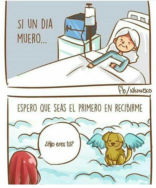 FunHogarAlicia's tweet photo. #AdoptaNoCompres por que te acompañan siempre ❤ cambia tu vida con un peludito alrededor #adopta #hogardealicia https://t.co/UkZndTYGbZ