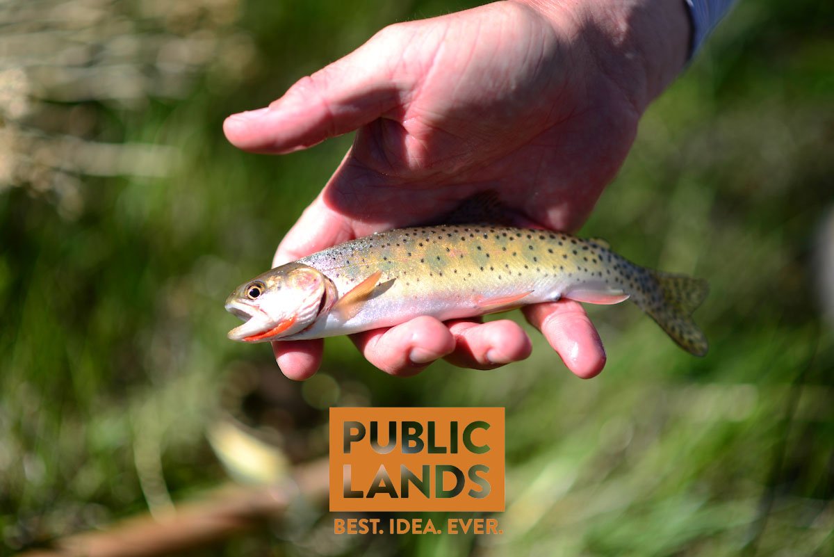 TroutUnlimited's tweet photo. For Sale: Your #publiclands. https://t.co/Zm5I2OeP3P Tell Congress enough is enough by signing the petition and #keepitpublic https://t.co/R7PkwvQJ1g