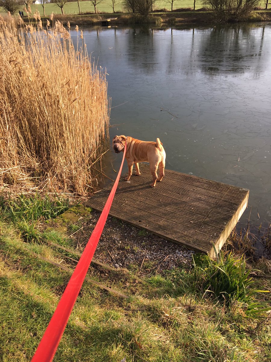 Hayleyt76's tweet photo. Walking the Phooster! https://t.co/BP1O3txi6v