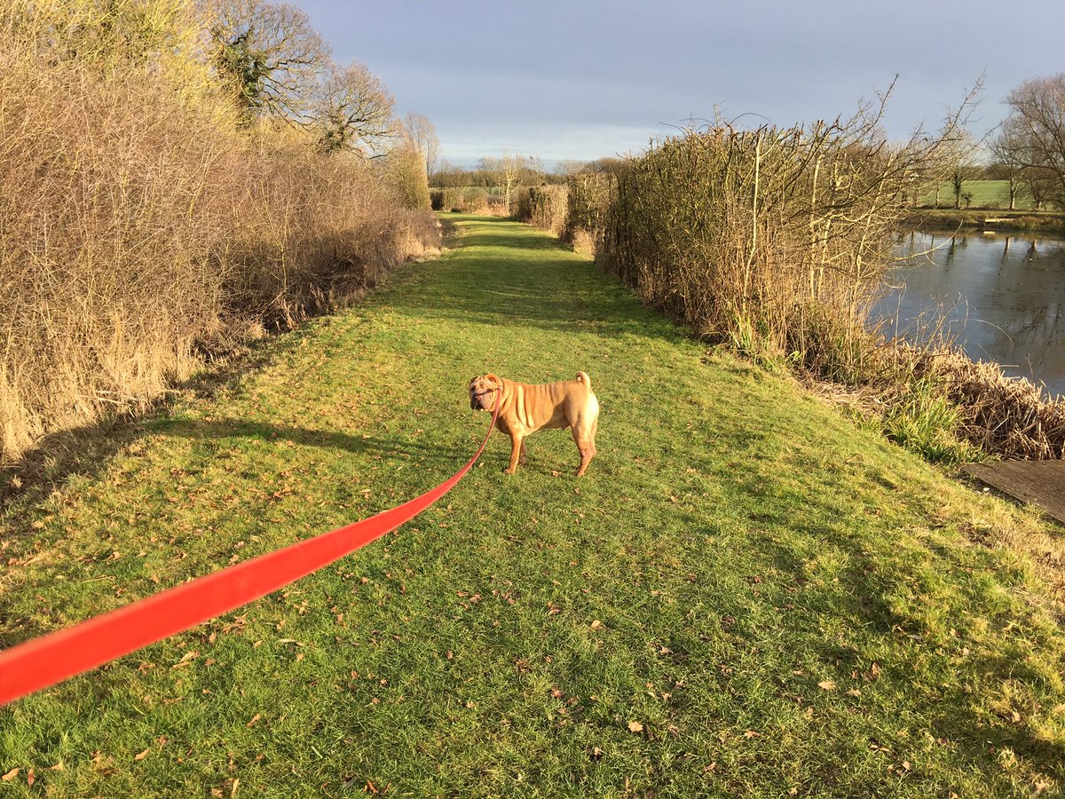 Hayleyt76's tweet photo. Walking the Phooster! https://t.co/BP1O3txi6v