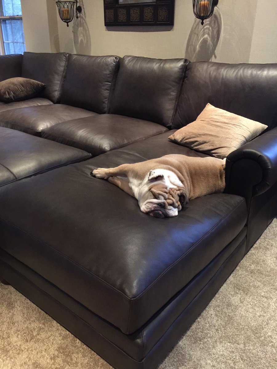 Cleopatra English Bulldog On Twitter I Got You The Worlds