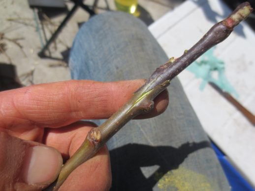 Art of Grafting evescidery.com/art-of-graftin… We like the Whip and Tongue graft because of its strength.