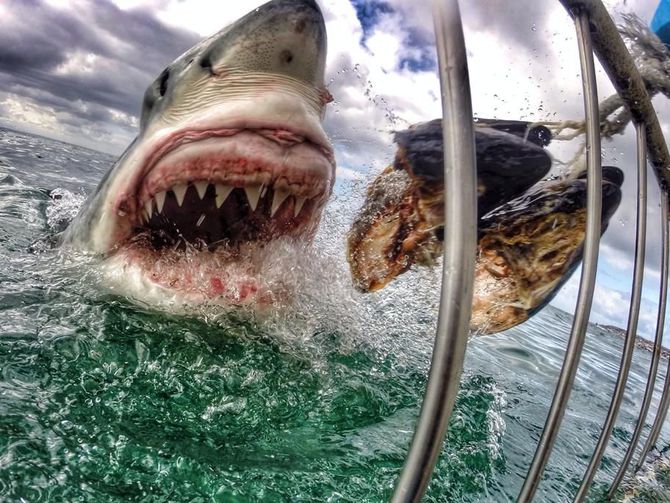 CNET's tweet photo. Badass photos from GoPro cameras https://t.co/n0ngYkwhL3 https://t.co/VZLZUNSKhm