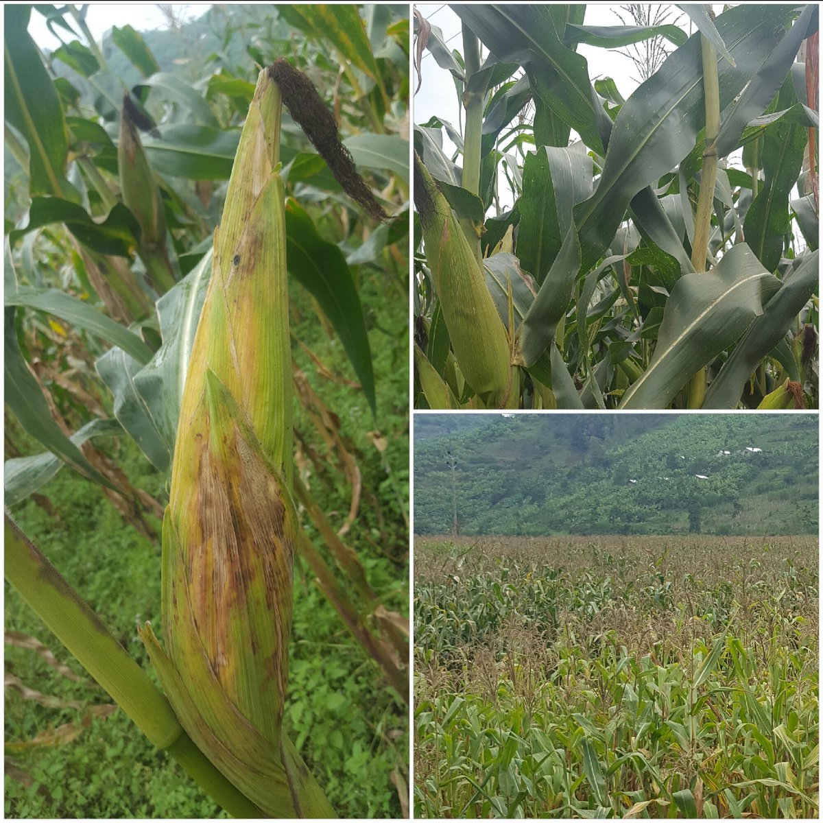 Izamuhaye's tweet image. Good maize harvest expected from 40Ha Mugunga site of @gakenkedistrict; variety:#Pool9#Tamira,a localy bred varity by #RAB researchers#LUC