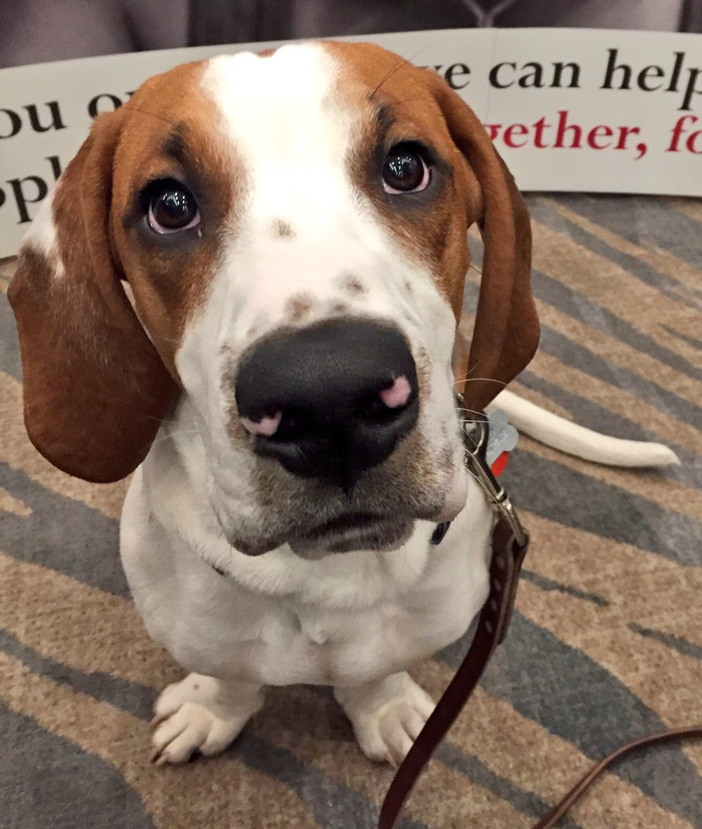 OVCPetTrust's tweet photo. It's been a pawesome show! ๐พ Thank you #veterinary friends for supporting Pet Trust #OVMA2017 #PetTrustPals #dogsofOVMA https://t.co/R6S83ejJ4X