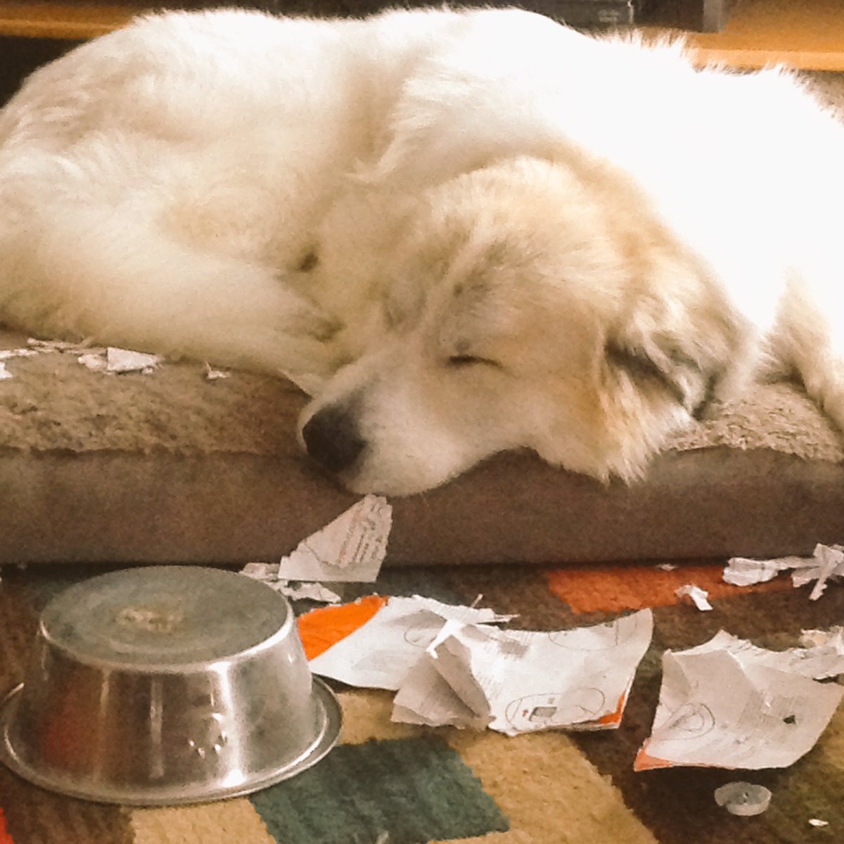 ShawnAbnoxious's tweet photo. Micanopy aka 'Tailgator' aka 'Eater' aka 'Paul Blart Mall Cop' aka 'Wrappers' Working on his #Paperwork
#GreatPyrenees #MountainDog https://t.co/S4oUW2lpNq