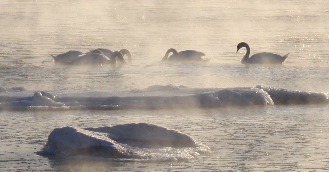 Laku_Lance's tweet photo. #swan #gygnus #helsinki #finland #Stormhour #ThePhotoHour https://t.co/uc5z2gNNlE