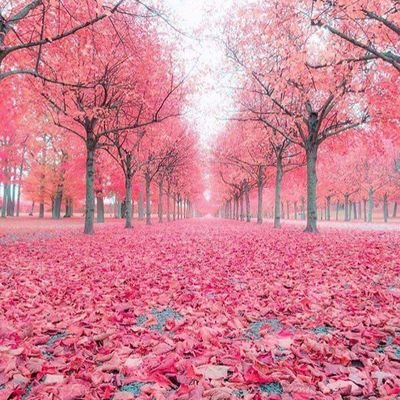 CitlalyMeraz's tweet photo. 💖💖💖💖💖💖💖💖💖💖💖💖 https://t.co/BopScY6noX