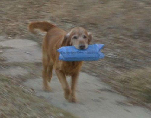 akcdoglovers's tweet photo. Meet the #GoldenRetriever who has been delivering newspapers in his neighborhood for 11 years. 🗞 🗞  🐶  https://t.co/kW2QIZIi1e #dogs  #woof https://t.co/fPGZjcXqYA