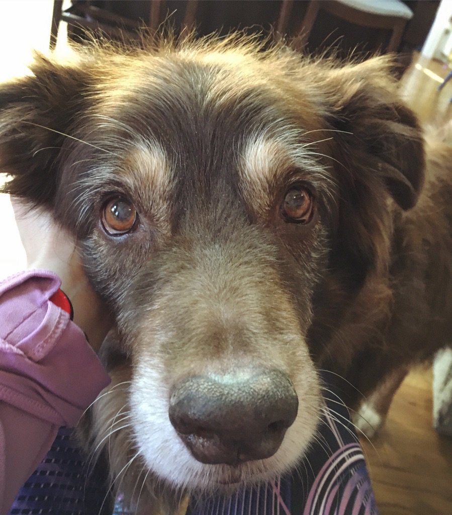 DogHuge's tweet photo. I love my humans! I'm so happy! https://t.co/18Mzb2RrCr
