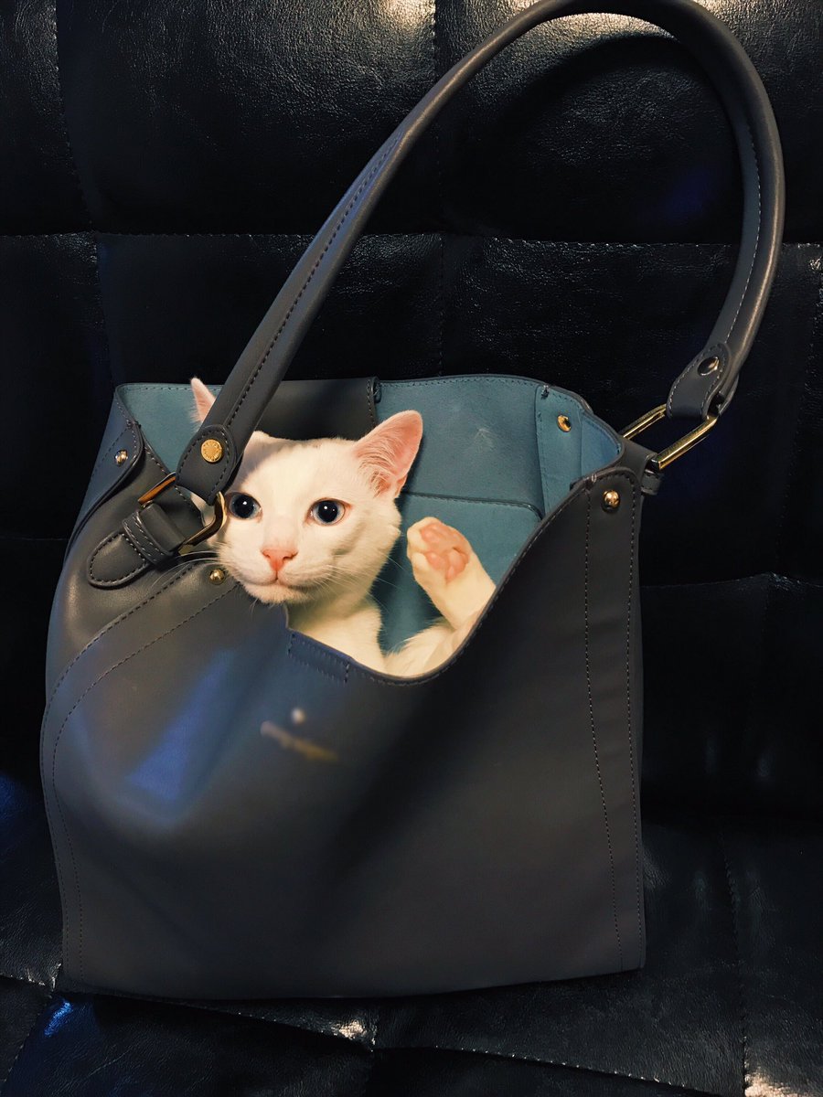 朝の忙しい時間にやられたニコニコ顔の猫ちゃんのいたずらがかわいい 猫 武運を祈る いってら Togetter