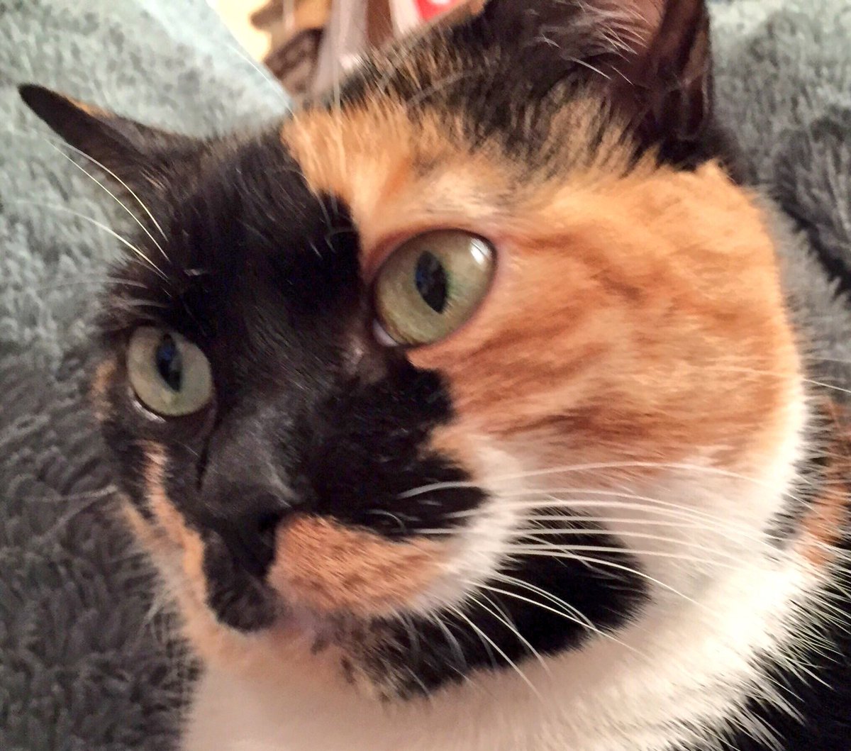 jadee1437's tweet photo. #Caturday #CatsOfTwitter no kidding.  Really when's dinner! https://t.co/06u5xlLZoi