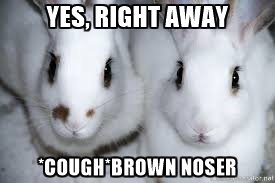 Megan Howell (@thatmeganh) on Twitter photo Funnier when you're tired! #brownnosebunny Funnier when you're tired! #brownnosebunny
