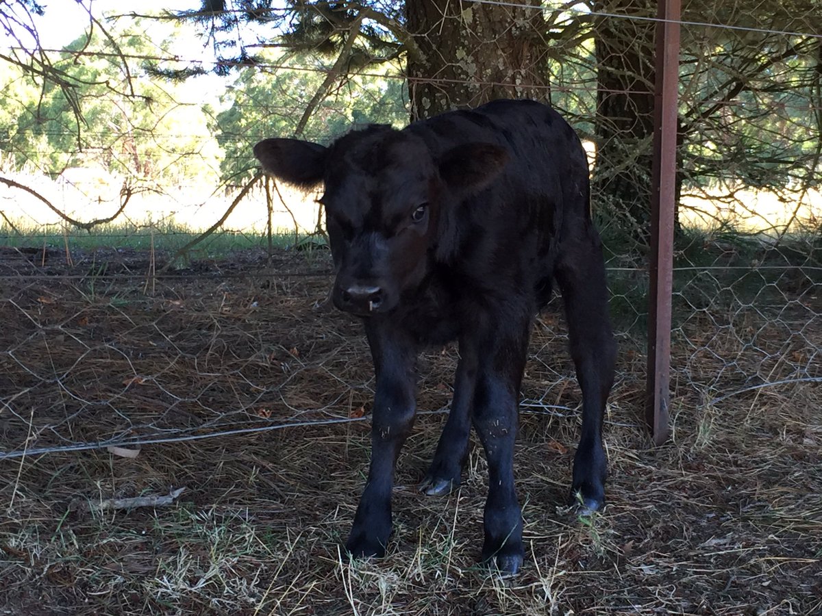 Introducing little George, our final calf for this season 💕