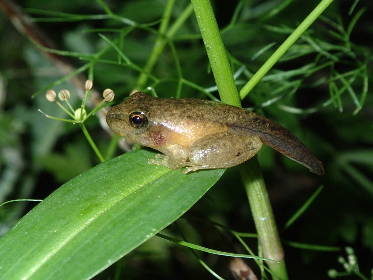 Jodi Rowley On Twitter Cute Baby Frog Prob Litoria Peronii