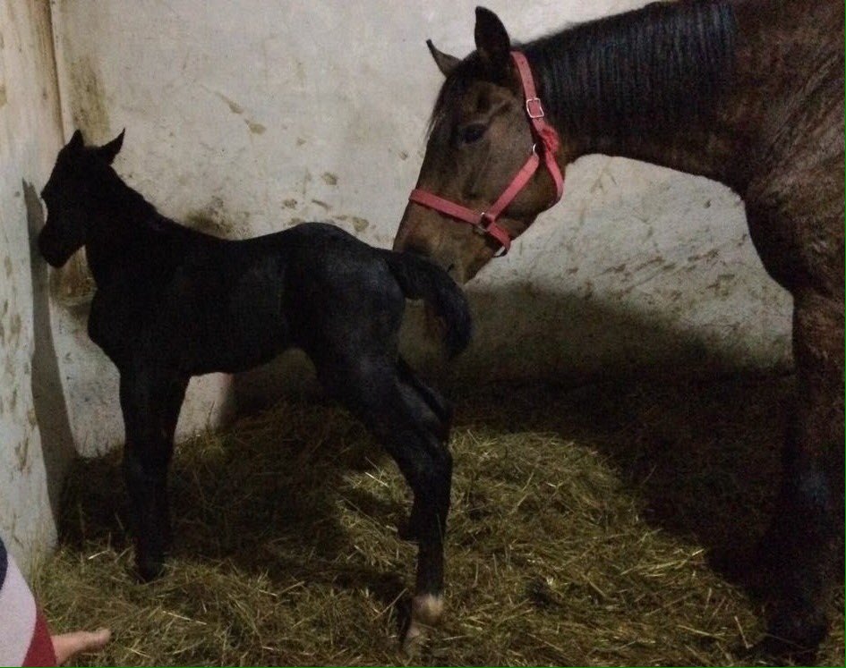 Trk_Tkc's tweet photo. 28/01/2017 Colt (Smart Robin - Spring Flower by Perfect Storm) 64kg #FullCopy #SmartRobin https://t.co/zDba4Gb101