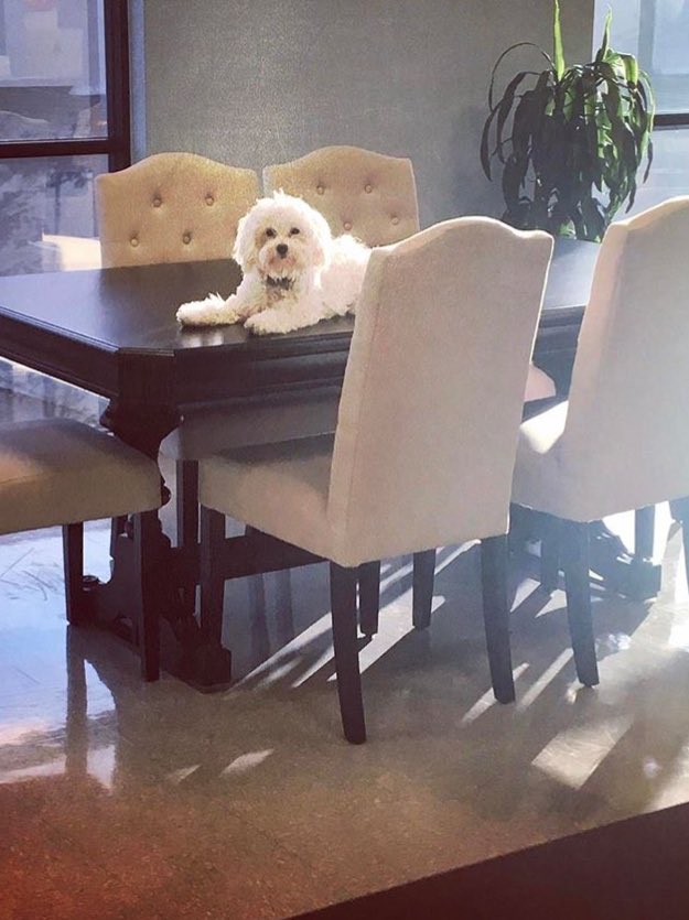 Noel_Truscott's tweet photo. @arii_lauer his favorite spot. https://t.co/tt7XaeFj9d