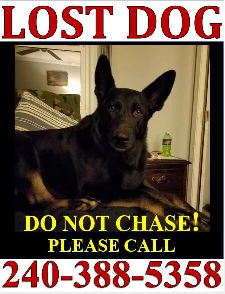 DogsFindingDogs tweet picture