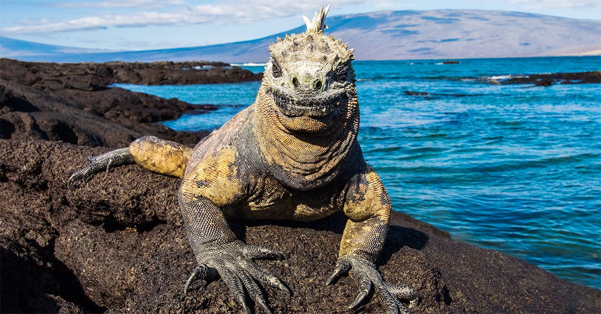 viagemeturismo's tweet photo. 🐉 7 espécies de animais que você vai conhecer em Galápagos, Equador: https://t.co/2RMzORMRXz https://t.co/sXkxd6KFG8