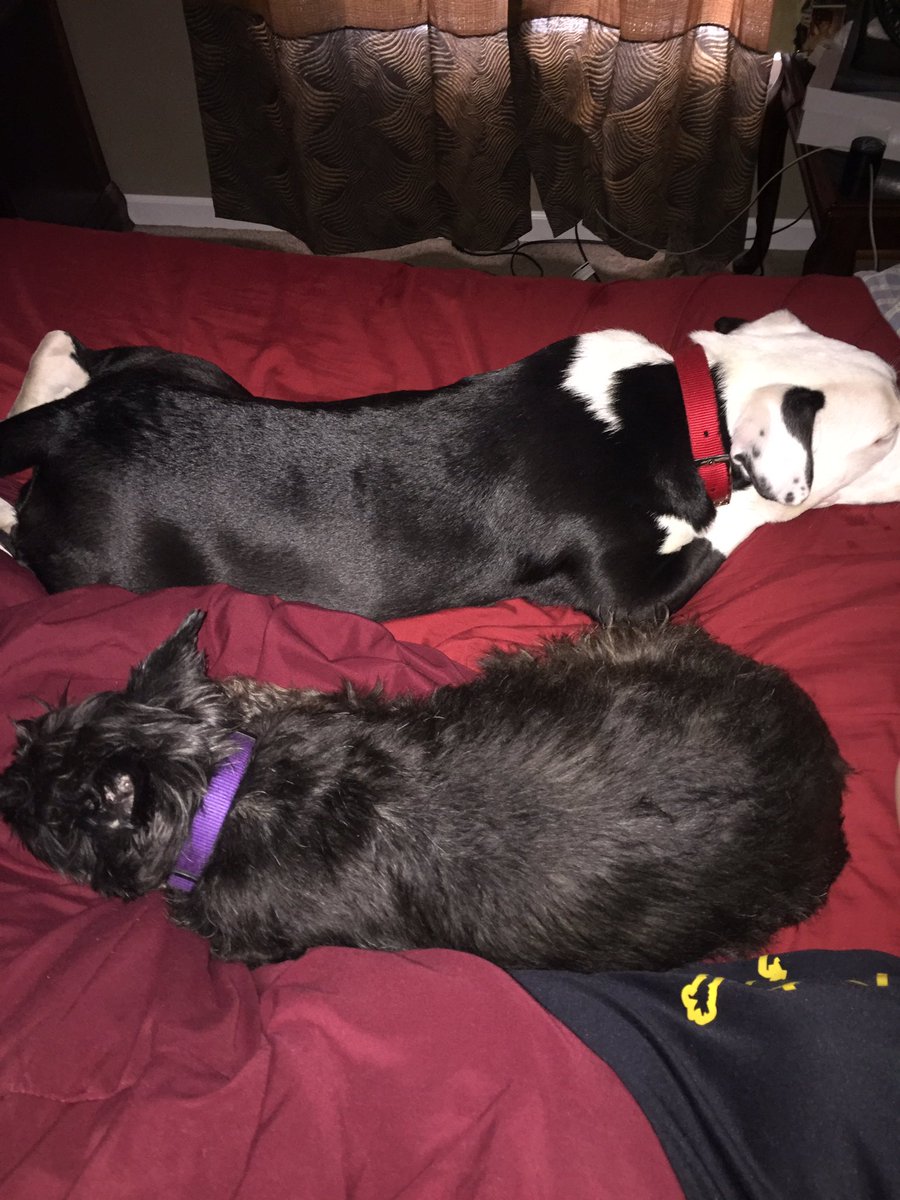cms27wifey's tweet photo. Our spoiled babies taking care of Mom when she came home sick with a migraine... #SoSweet #AdoptDontShop #BuddyCash #BostonSundae https://t.co/veKu0OYjHT