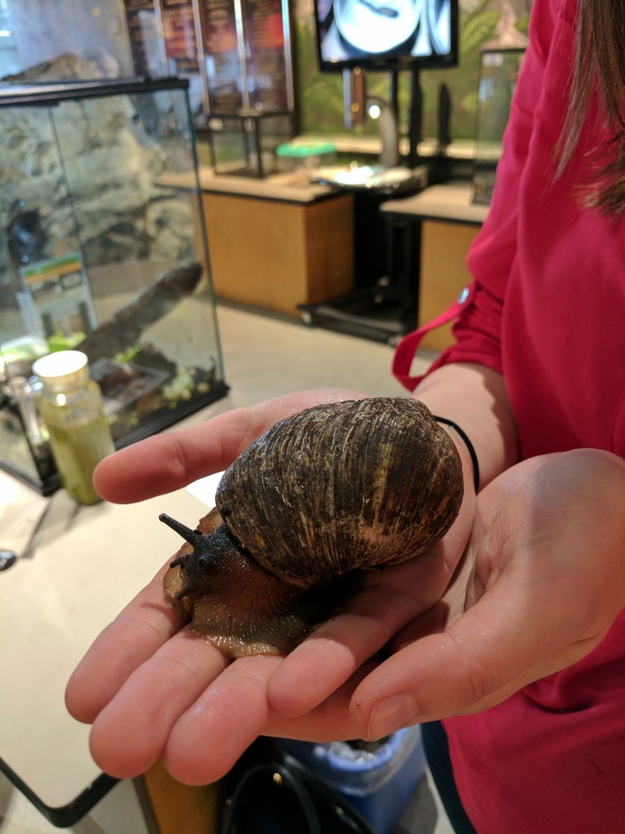 nuStudentLT's tweet photo. Meeting some animal friends @ScienceNorth! #nuGen1 #maturetransfer https://t.co/nJooGhi3Xs