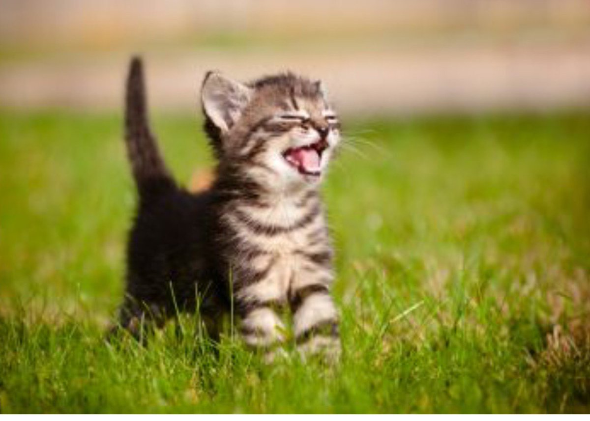 kittenssqueaky's tweet photo. Looking at happy cats is needed now more than ever (picture unknown source) https://t.co/72DEJlbDEe