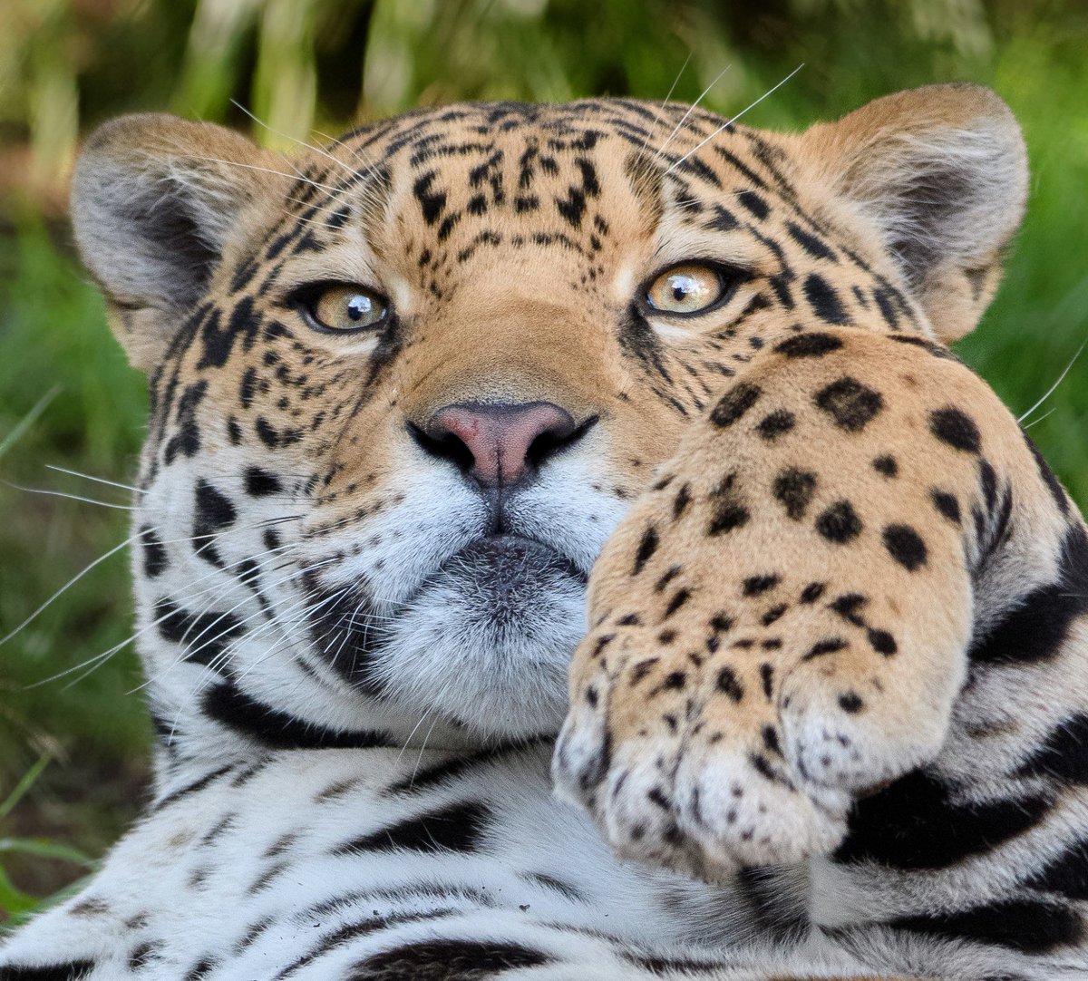 That face you make when #Caturday sneaks up on you. 😼 (photo: Deric Wagner) https://t.co/iPolGTJVCu