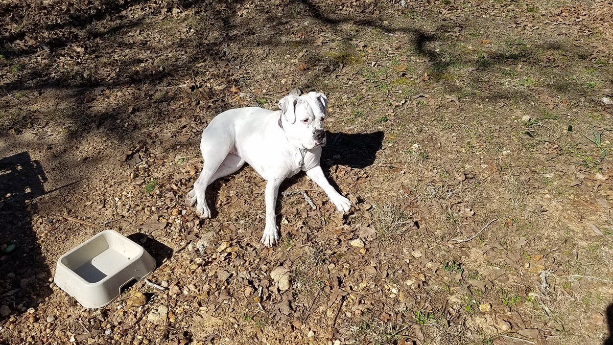 outdoormommas's tweet photo. My pretty Khloe getting some sun. #4leggedkids #2moms1Abigail2Boxers https://t.co/X9YzQhSUmT