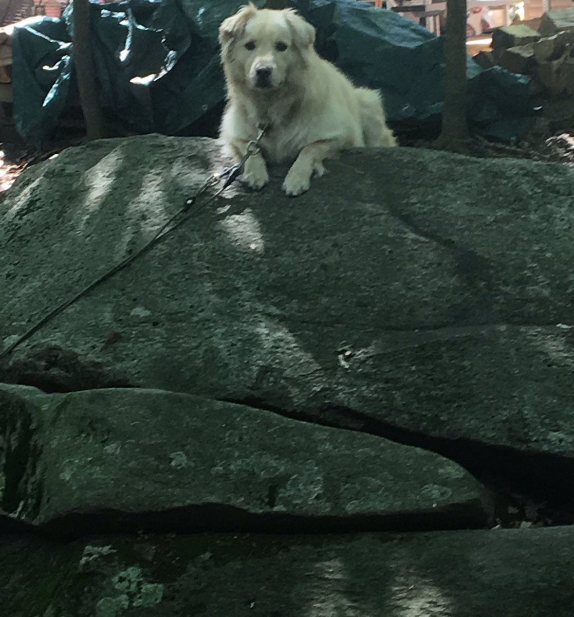 Mall3n__'s tweet photo. Happy 3rd Birthday Caesar!!
#Doggo #Borkday #woof #veryfluff https://t.co/HYLUTJH85n