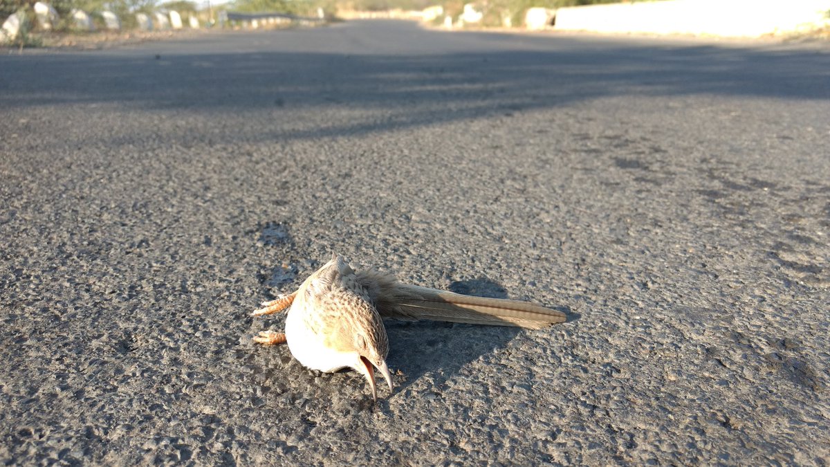 ronakdgajjar's tweet photo. It was on road as i felt it was already roadkill, Later seen its move so rescued it and Saved #CommonBabbler #Bird from #RoadKill #wildlife https://t.co/AZM1bL2D7e