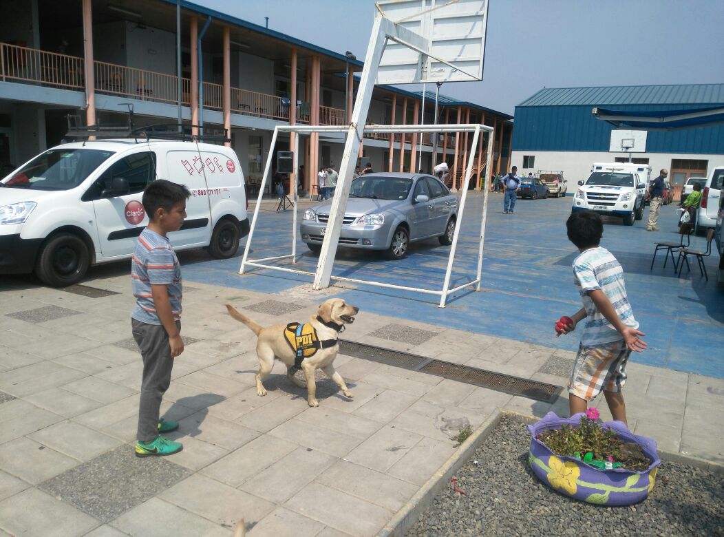 PDI_CHILE's tweet photo. Brigada Canina con perros de contención emocional visita albergue en colegio Enrique Donn de Constitución https://t.co/5lk92Wxccn