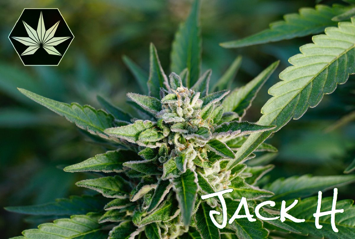 icon_cannabis's tweet photo. #JackH
#IconCannabis #HempLife #CannabisCommunity #PhenoLife https://t.co/E36oNW7DGT