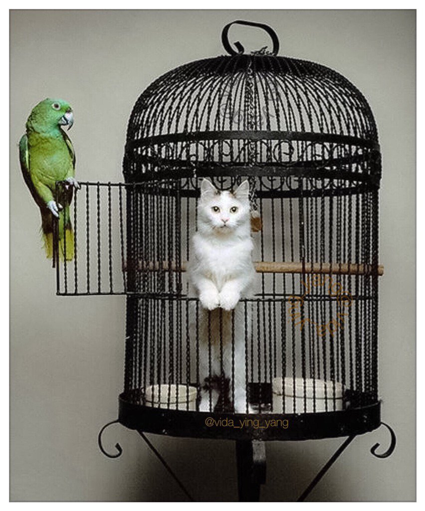 Elverojaguar's tweet photo. 💝The teacher parrot😂😂😂teaching a cat that wants to learn his language🎓📙📝😂😍
❤️😺😻🎈😽❤️😸❤️😺🎈🐾🐾🐾🐾 https://t.co/BZleXYEgCA
