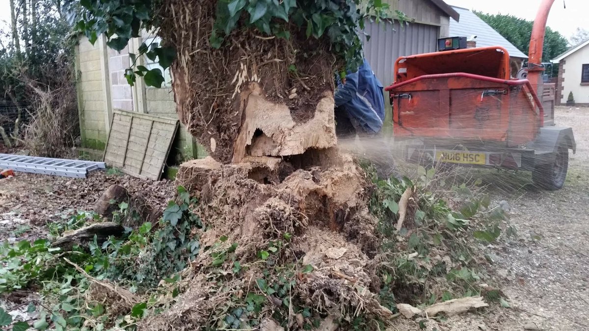 PrimaryTreeSurg's tweet photo. Only when the #ivy was removed was it possible to see the extent of the rot in this Sycamore #treedecay 1/2 https://t.co/h7F3JiruDT
