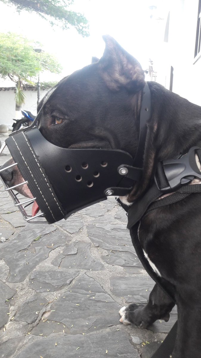 shir1809359's tweet photo. Mi perro no debería usar ese maldito bosal,el no es ningún asesinó😔
#amomipitbull😍 https://t.co/YW7AUQb7uG