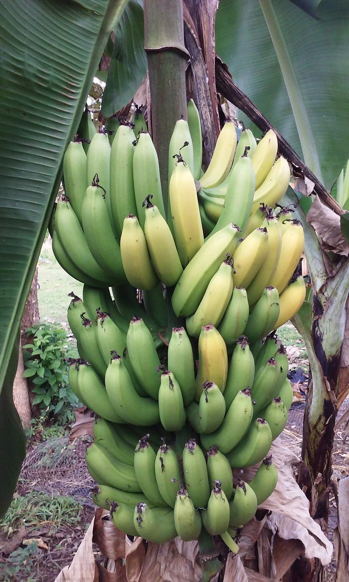 retire2belize's tweet photo. Bananas soon to enjoy #Belize https://t.co/xNKtGE2xPs
