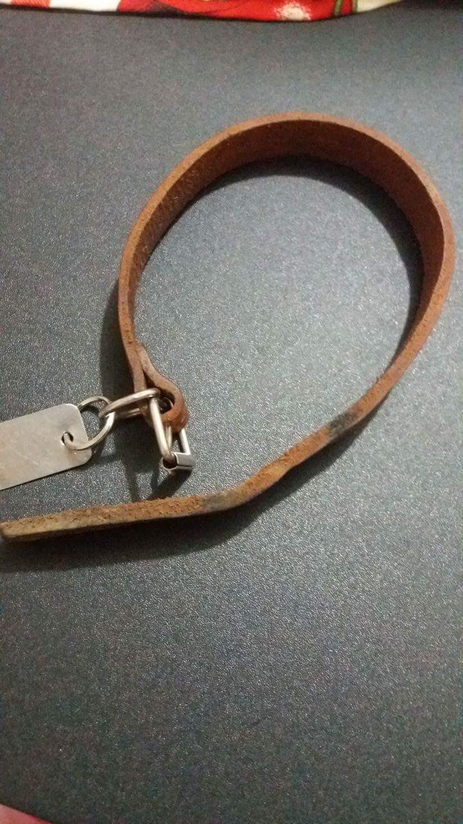 Perrito con placa (número raro) y collar encontrado en el sector de Barón en #Valpo. Si alguien lo reconoce favor llamar al fono 984003092.