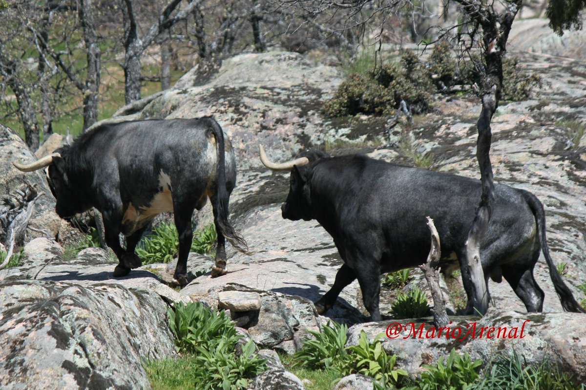 TaurinoPinto's tweet photo. Nota informativa de la visita al @TaurinoPinto del matador de toros y ganadero, Carlos Aragón Cancela. @Flordejara6 https://t.co/mkQvzP8ou8