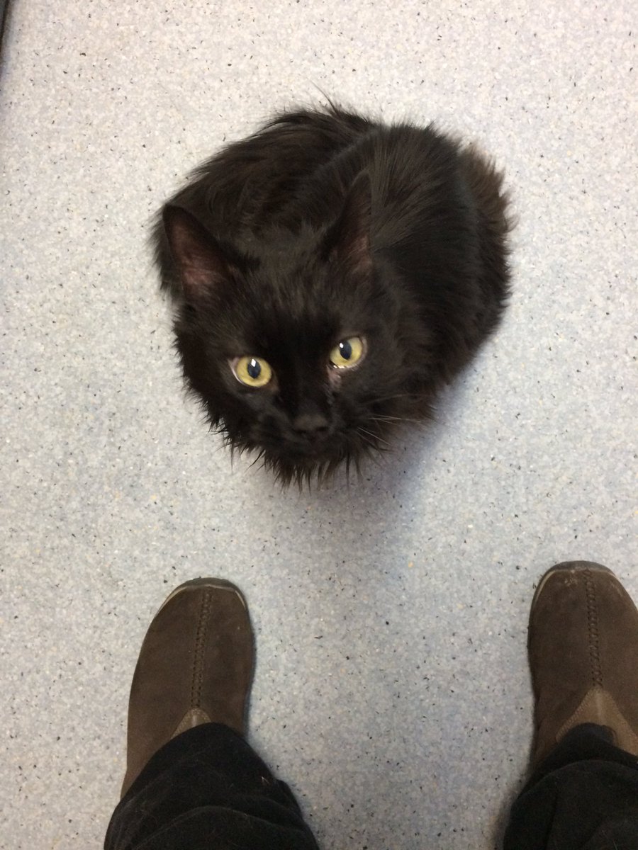 LilaPrincessAK's tweet photo. My mommy had to take my cousin Jammers to the vet today.  She ended up having to go over the rainbow.  😢😿🌈 https://t.co/fCy5tcR5Bx