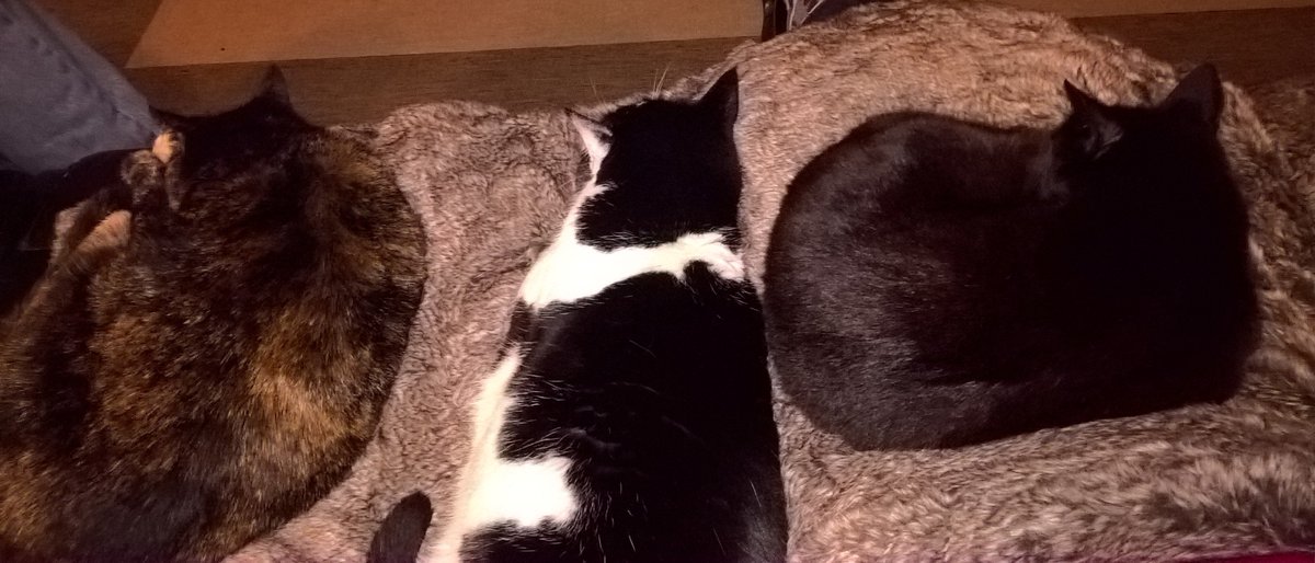 suearcheryqueen's tweet photo. I'm feeling popular tonight ๐บ
#catsonlap https://t.co/TXnmYG0VNa