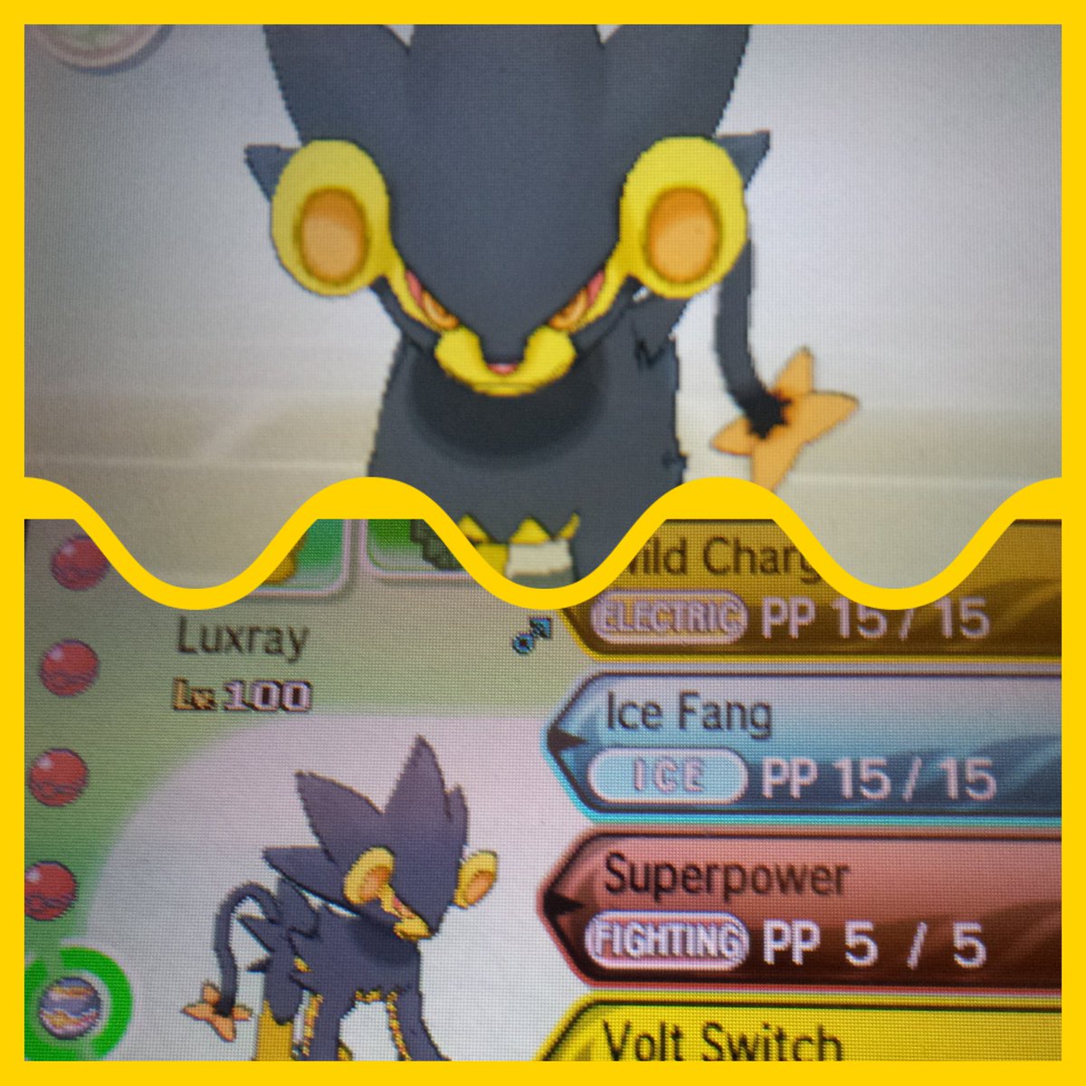 SkullGiveaways's tweet photo. ⚡ Retweet + Follow us and @_PercyYT_ for a chance to win this shiny battle ready Luxray! Good luck ⚡ https://t.co/LalRaw8AKs