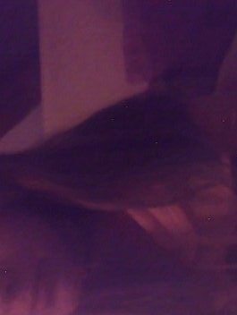 Wer guckt auch schungelcamp