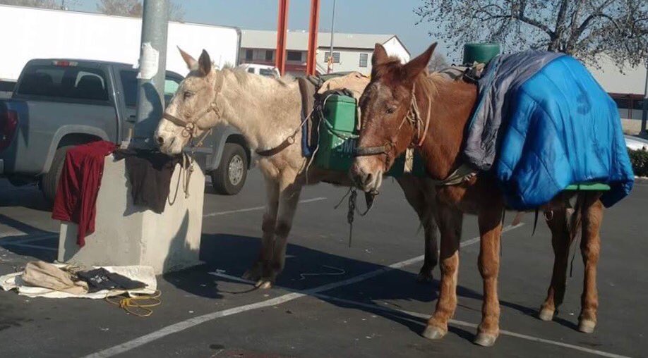 3MulesDotCom's tweet photo. Mules drying out laundry. #3Mules #NomadicLife https://t.co/FIauonsEKR https://t.co/fGUHa0G2is