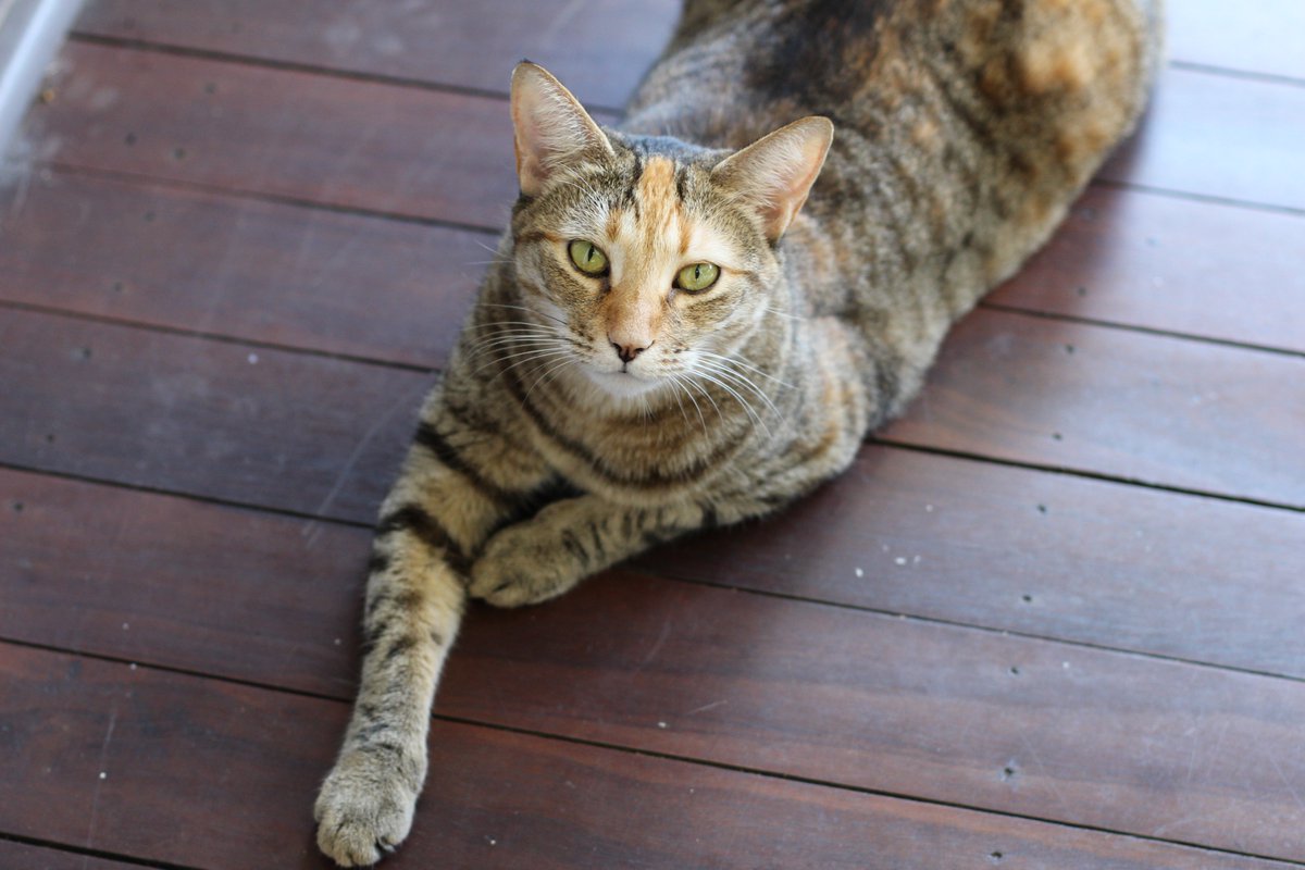 KitsyMiss's tweet photo. There are two things we know to be true of each and every day: the sun will rise &amp; someone, somewhere will take a photo of a cat.#Caturday https://t.co/Hh31fIU5Mb