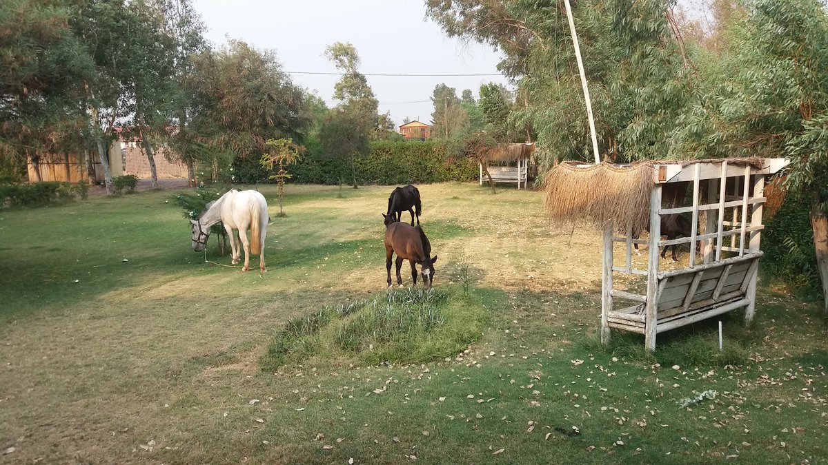Asmiirin's tweet image. We left the door open and some HORSES broke into my yard and were eating our grass.... ?????? #CountryProblems