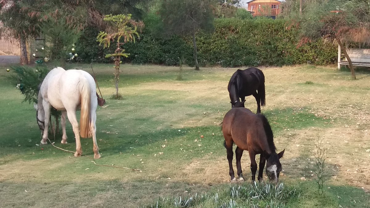 Asmiirin's tweet image. We left the door open and some HORSES broke into my yard and were eating our grass.... ?????? #CountryProblems