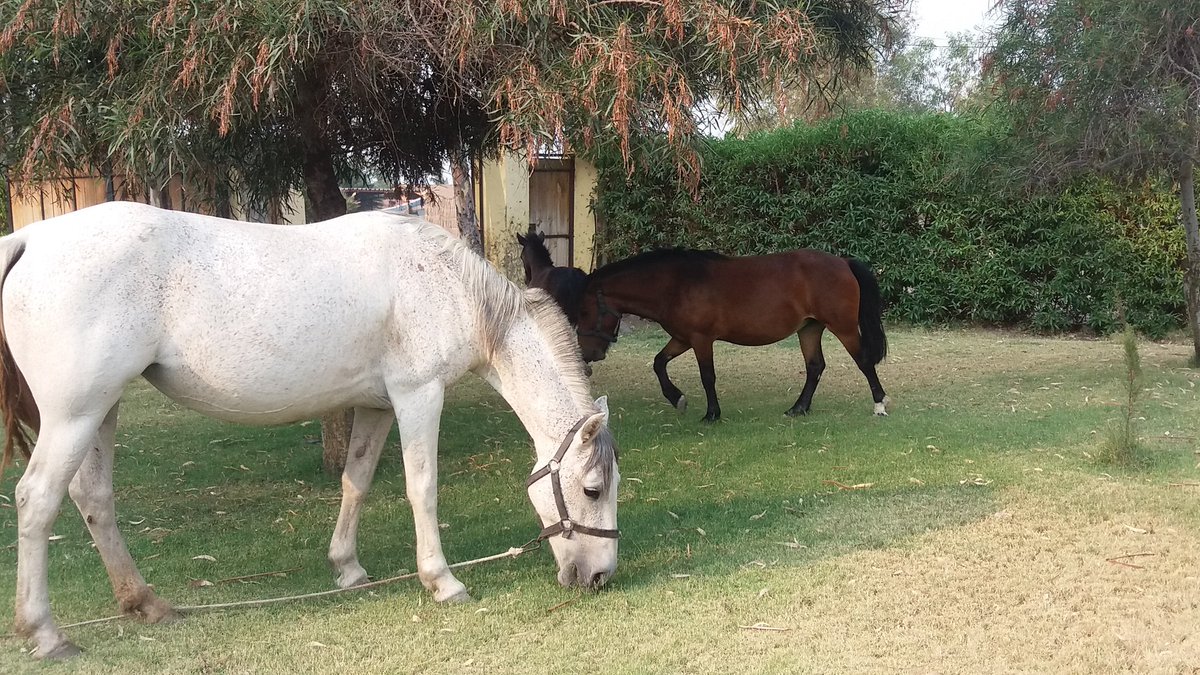 Asmiirin's tweet image. We left the door open and some HORSES broke into my yard and were eating our grass.... ?????? #CountryProblems