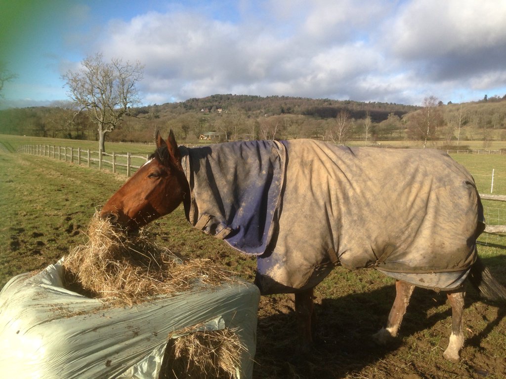 AliceDunsdon's tweet photo. The only horse in history to compete at all six 4*s. Happy on his holiday. Hilly you don't owe me anything. Xx https://t.co/ij8vQRUEv6