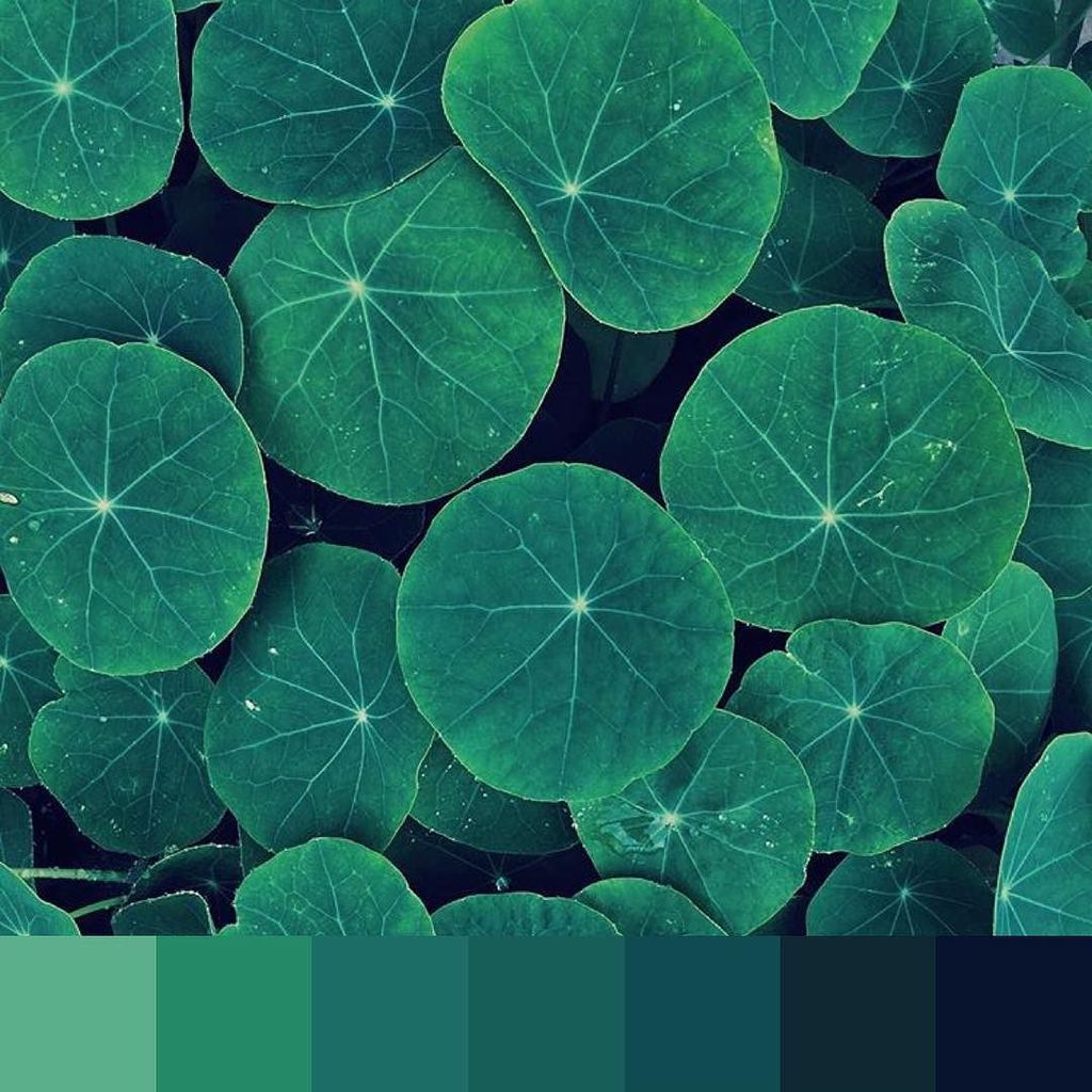 foundpalettes's tweet photo. Serene green πΏπ·: @justinablakeney | #foundpalettes https://t.co/UXE9me0JNP https://t.co/m3wHm2vXPq